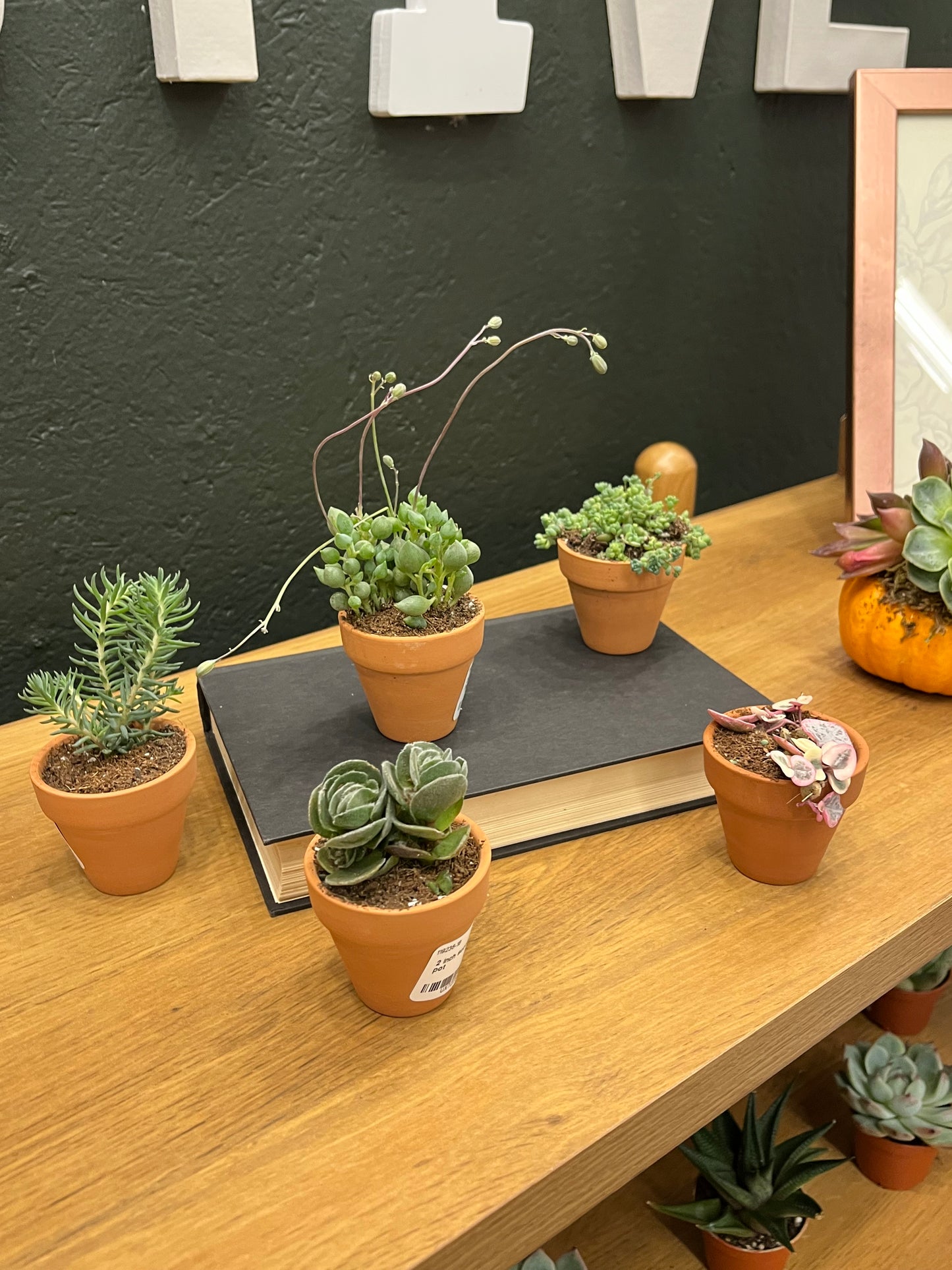 2 inch succulents in terracotta pot