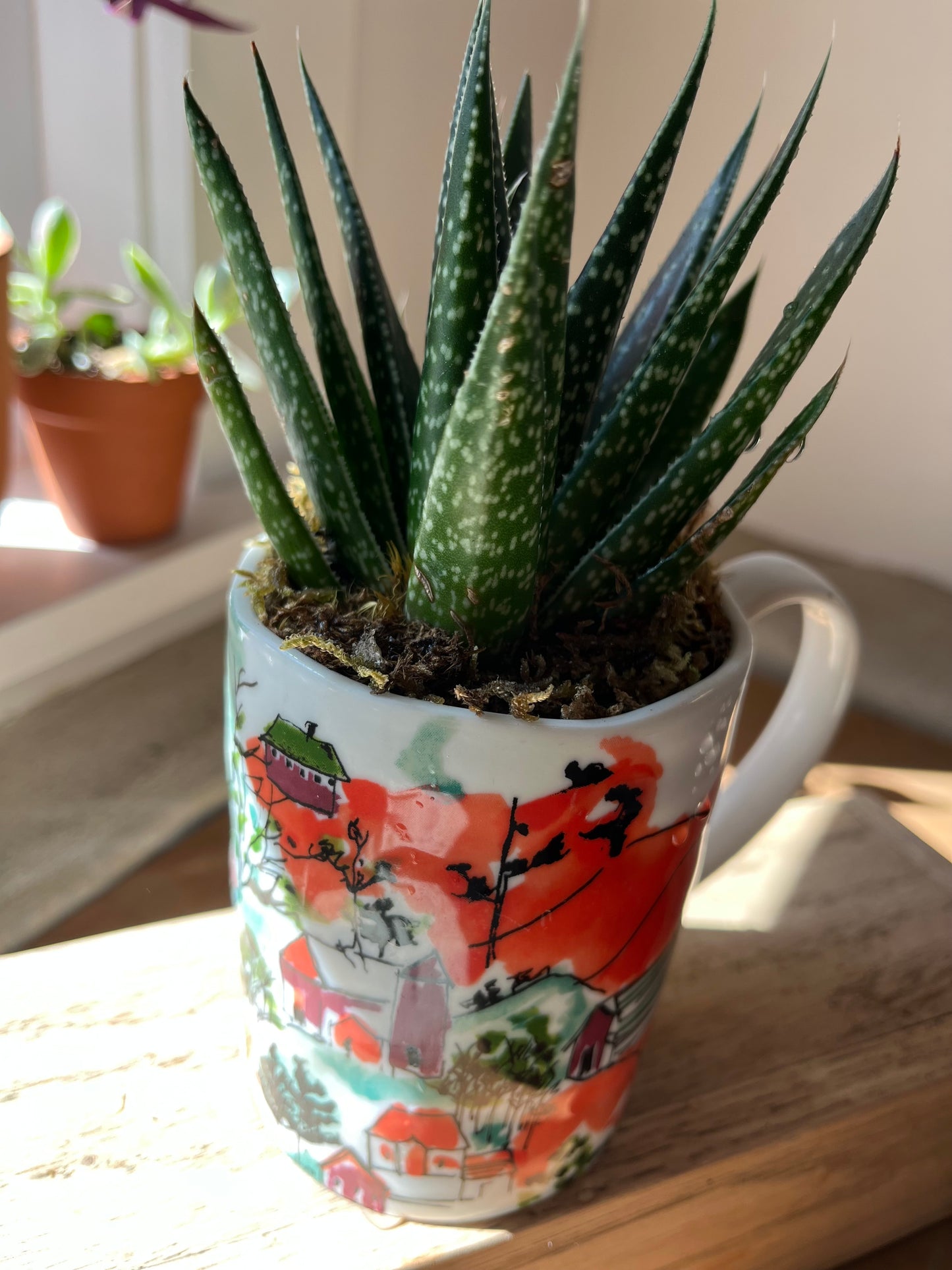 Haworthia in orange mug