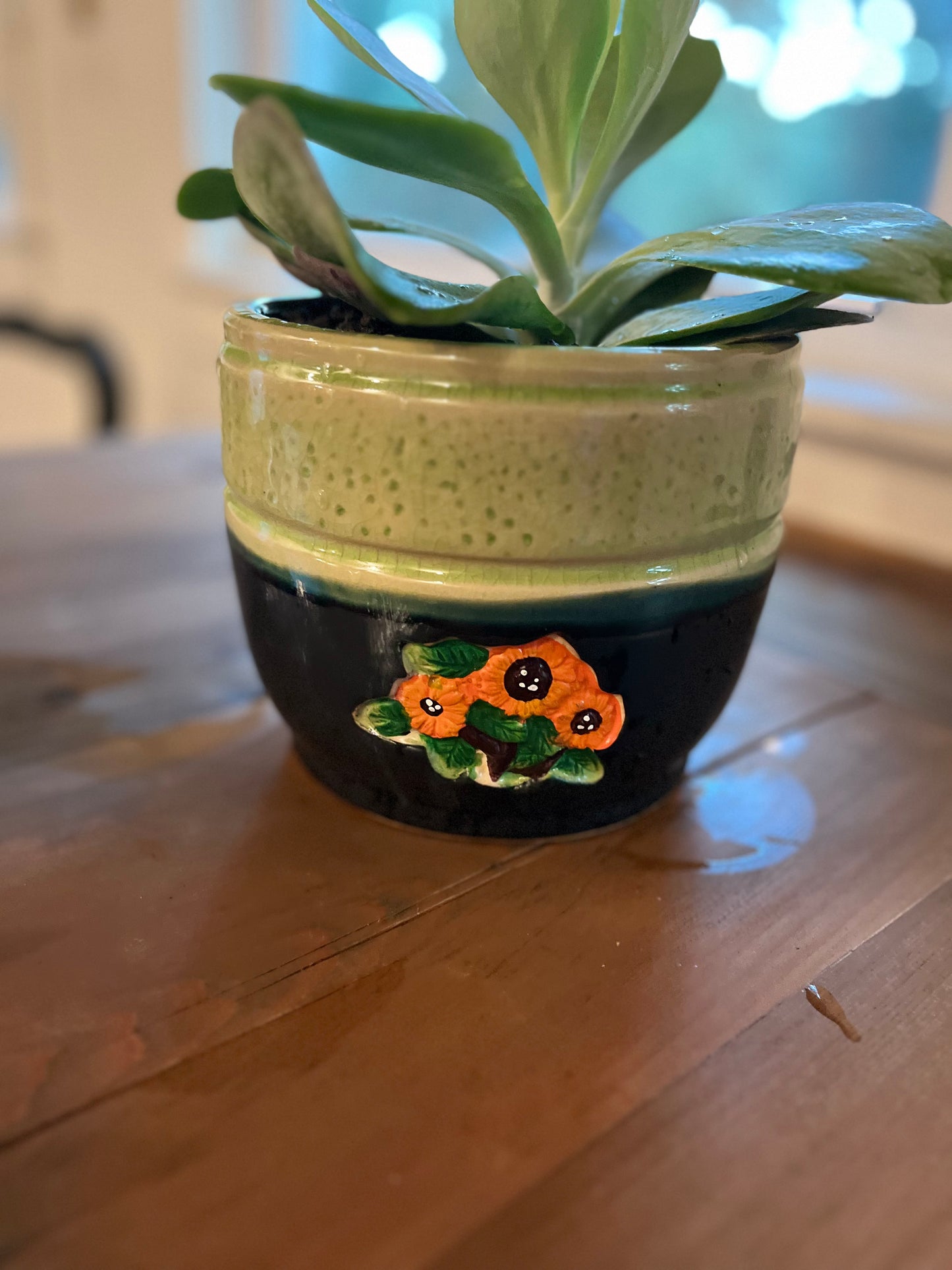 Flapjack succulent