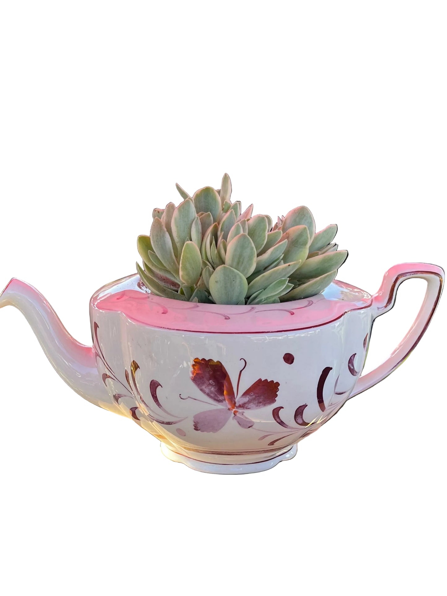 Variegated Money Maker in teapot
