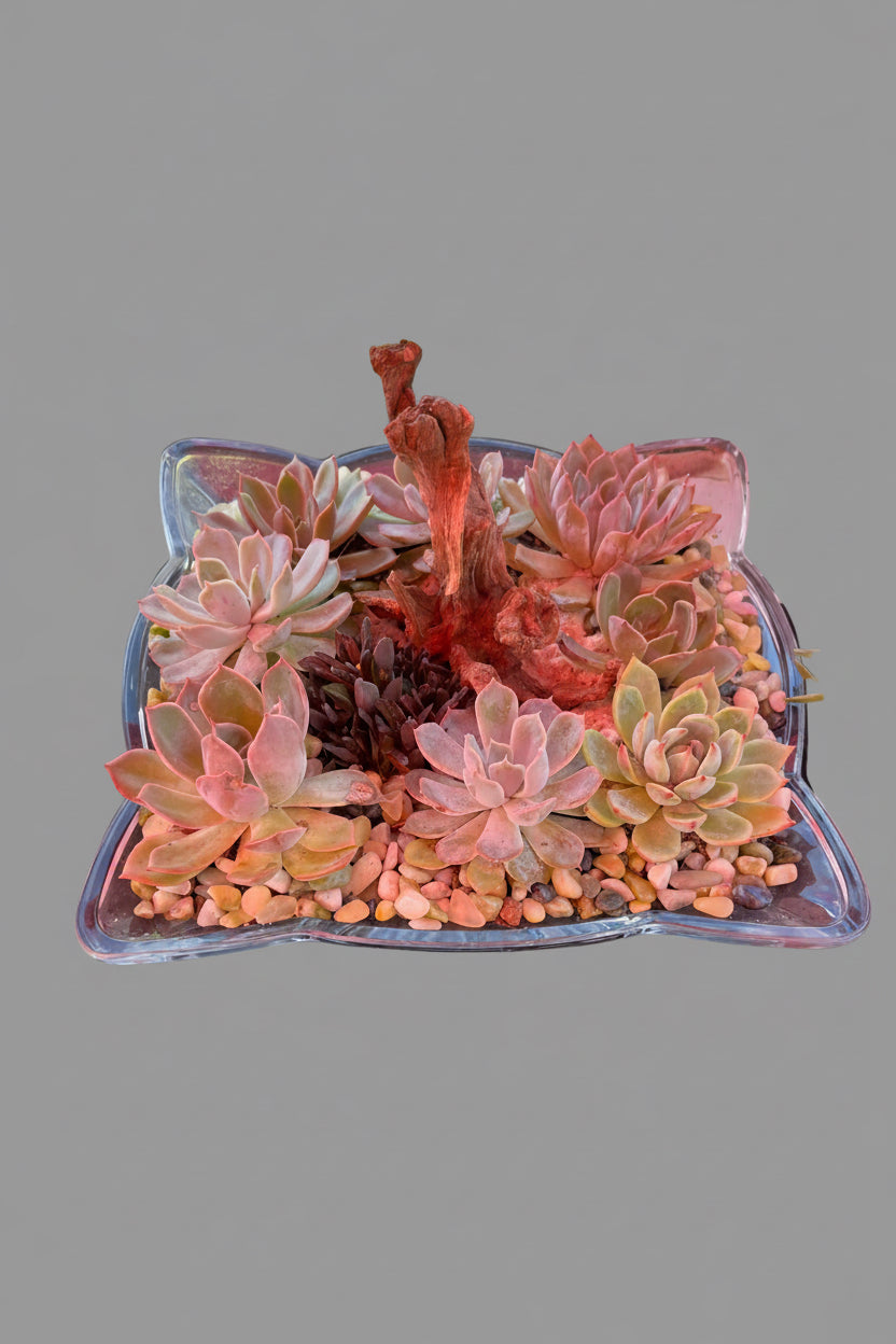 Succulent terrarium arrangement