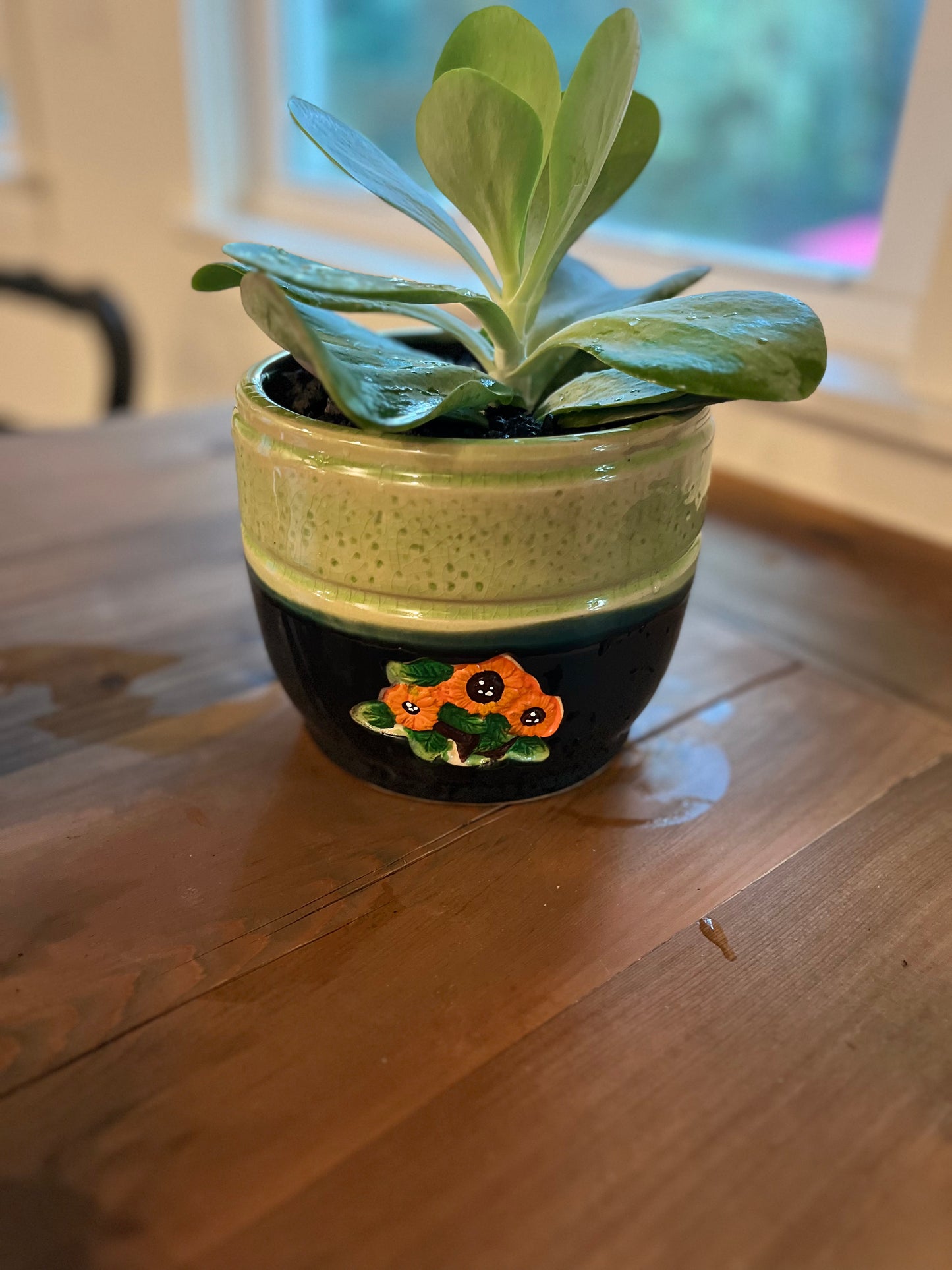 Flapjack succulent