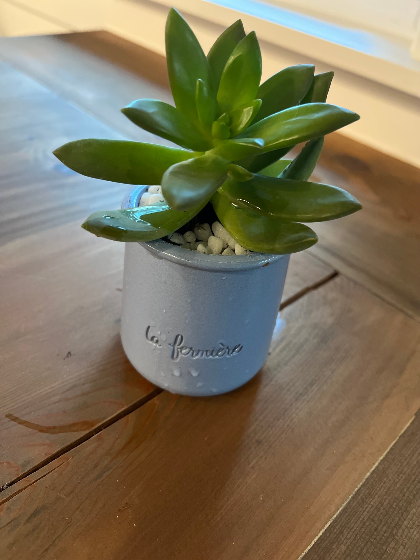 Sedum in purple terracotta