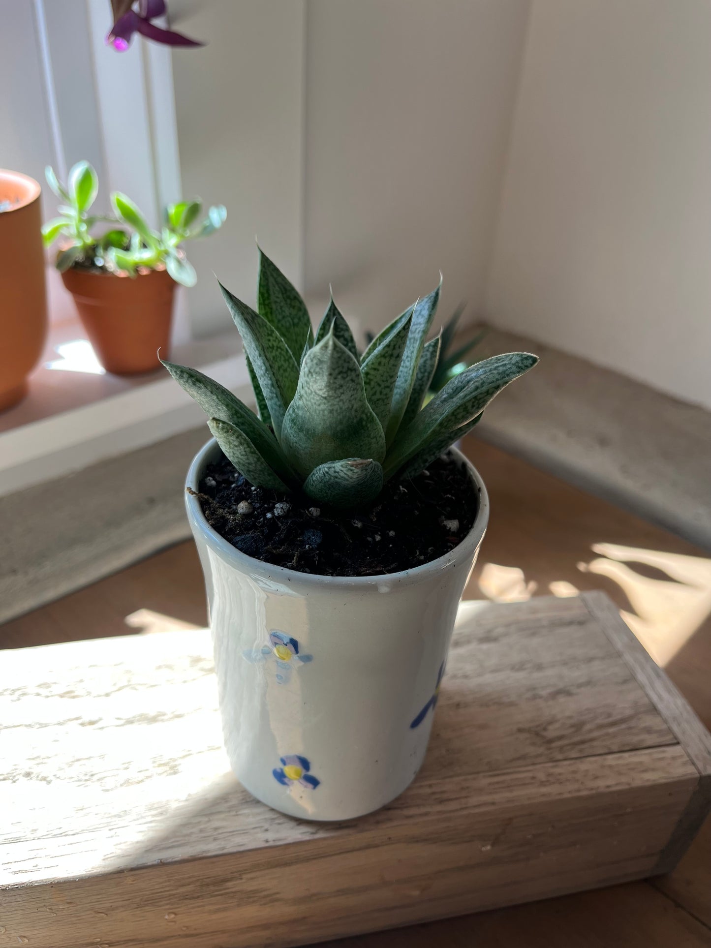Haworthia