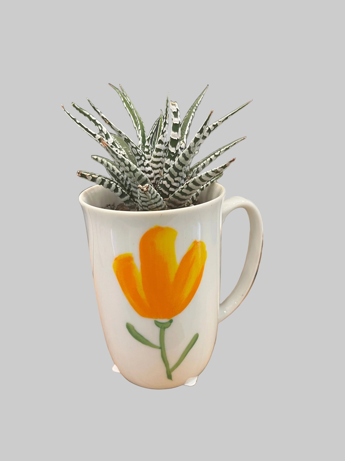 2 inch Haworthia spring mug