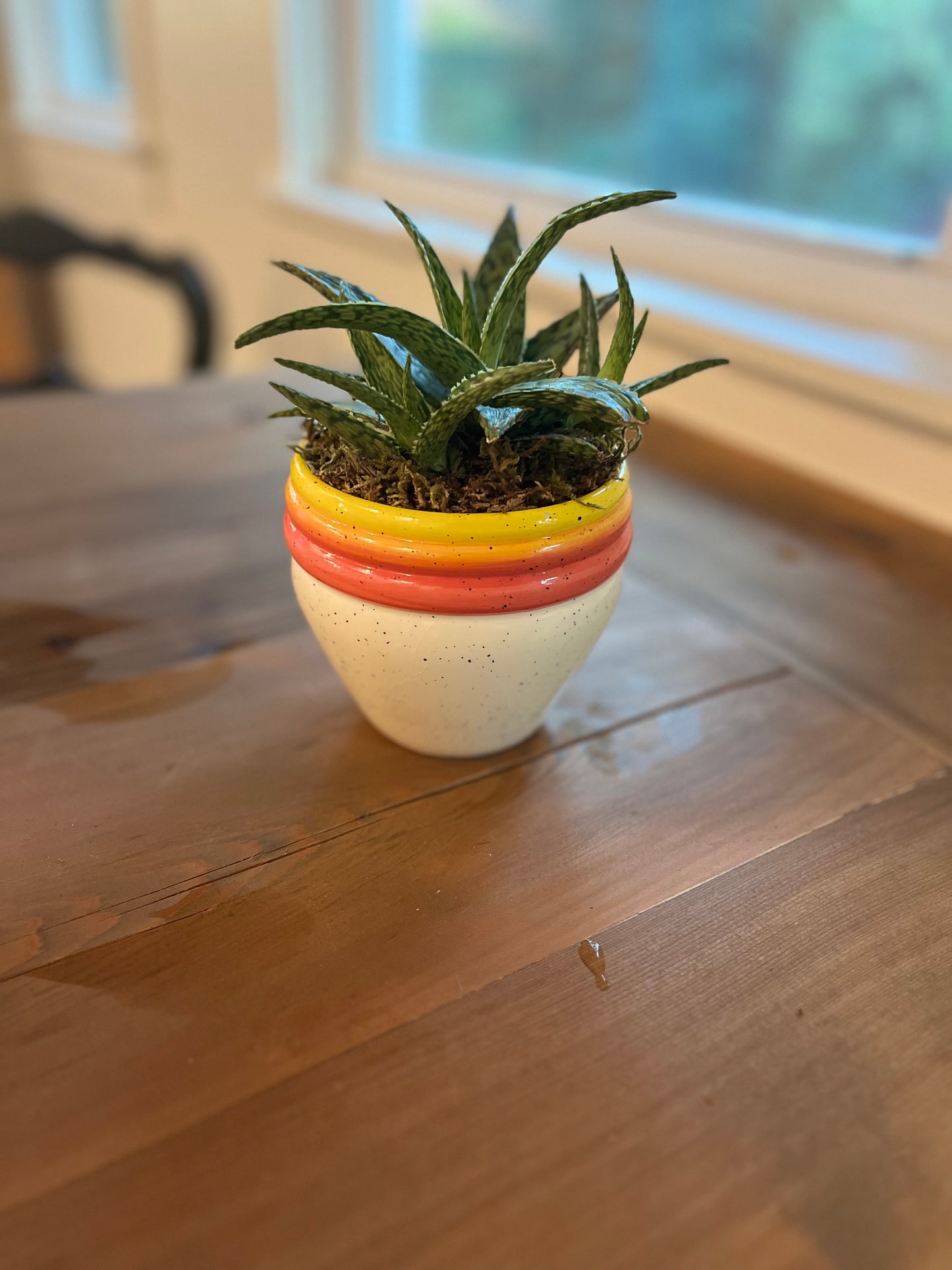 Large aloe in vase
