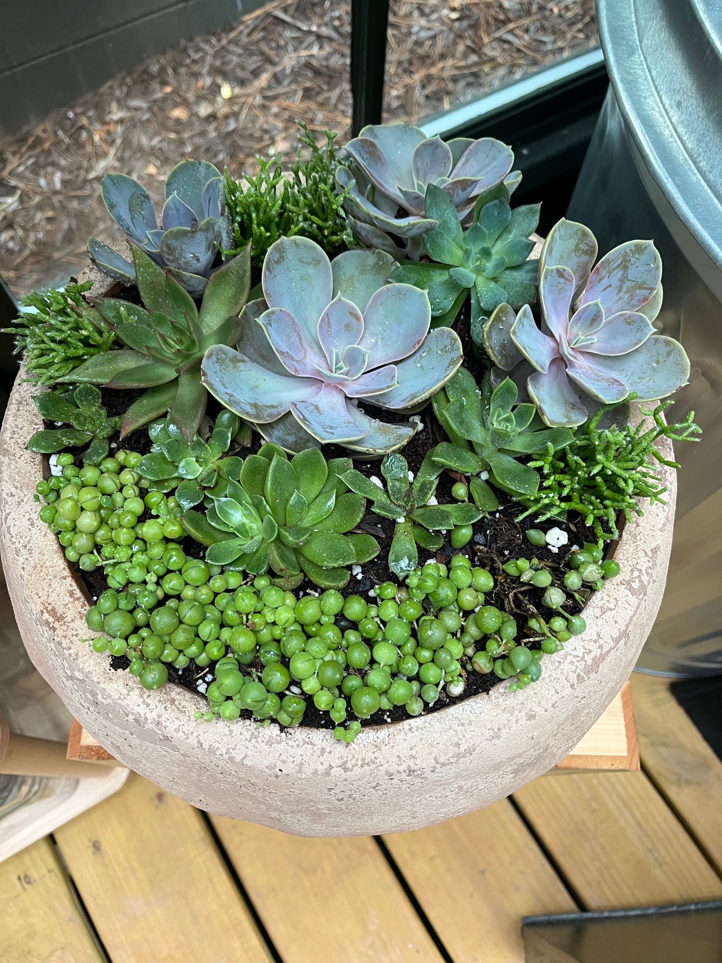 Succulent arrangement