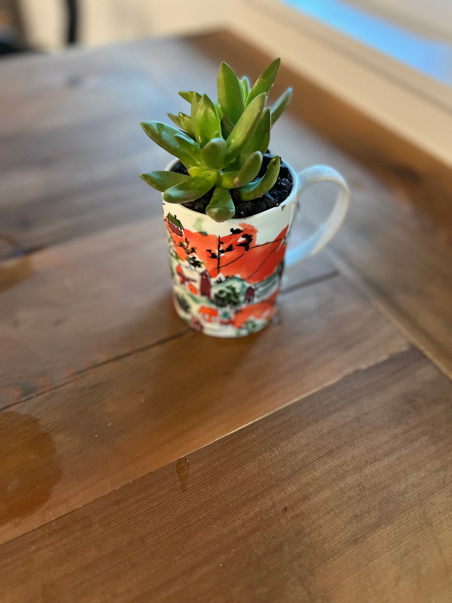 Sedum in orange mug