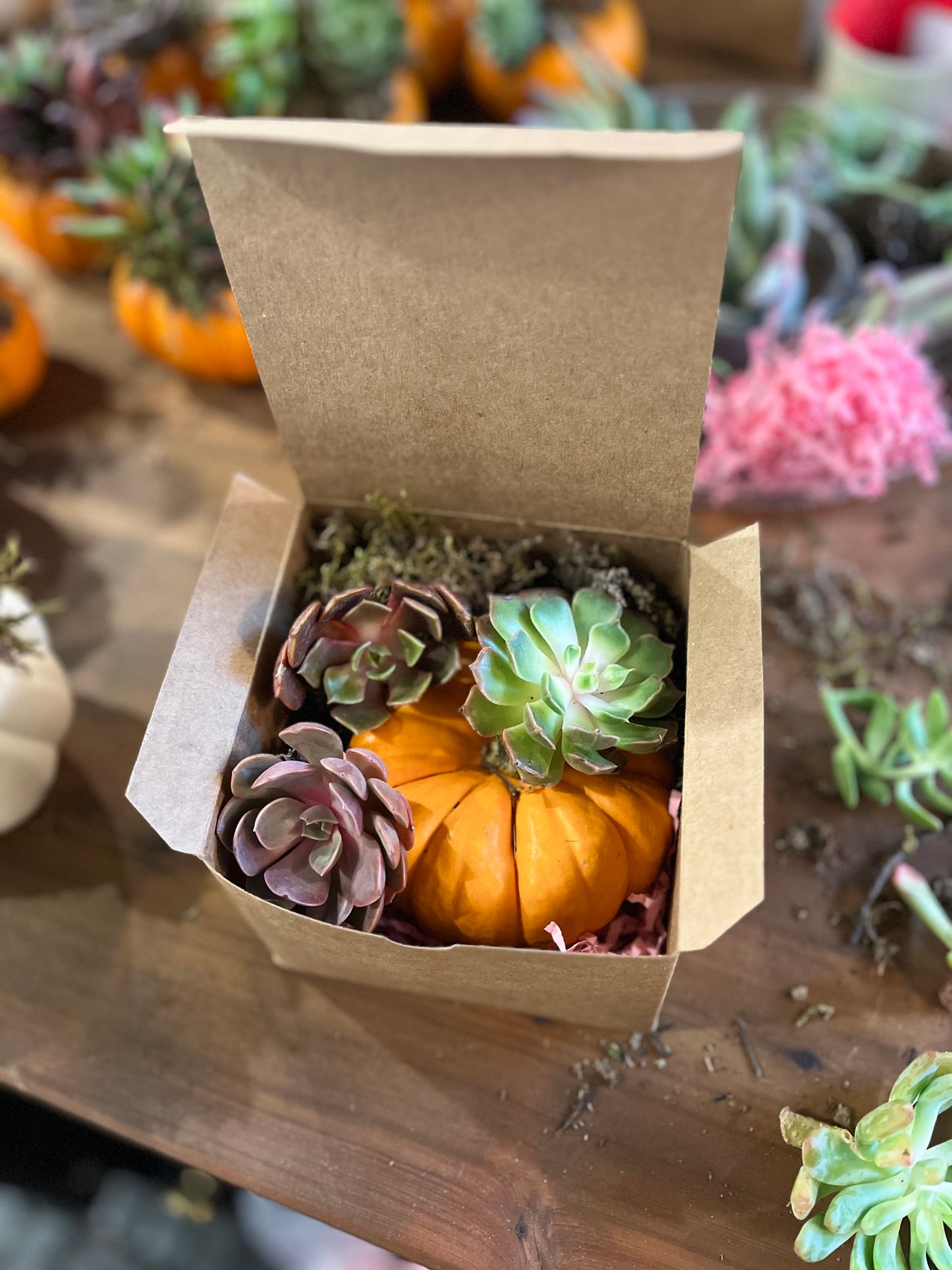Mini Succulent Pumpkin DIY Kit