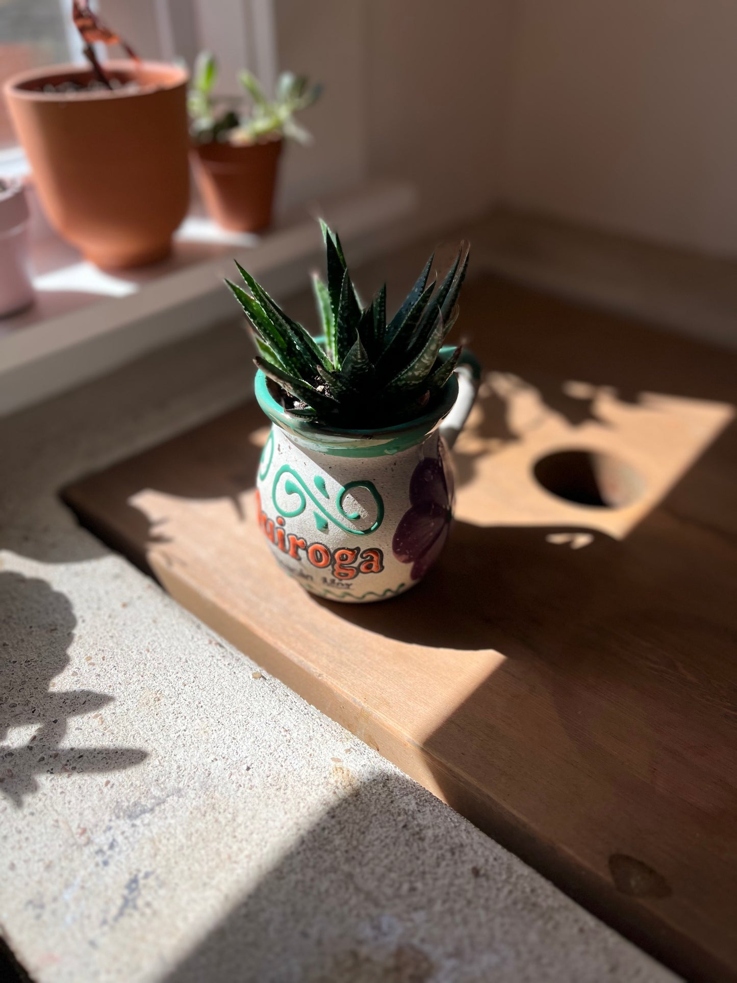 Haworthia in clay pot