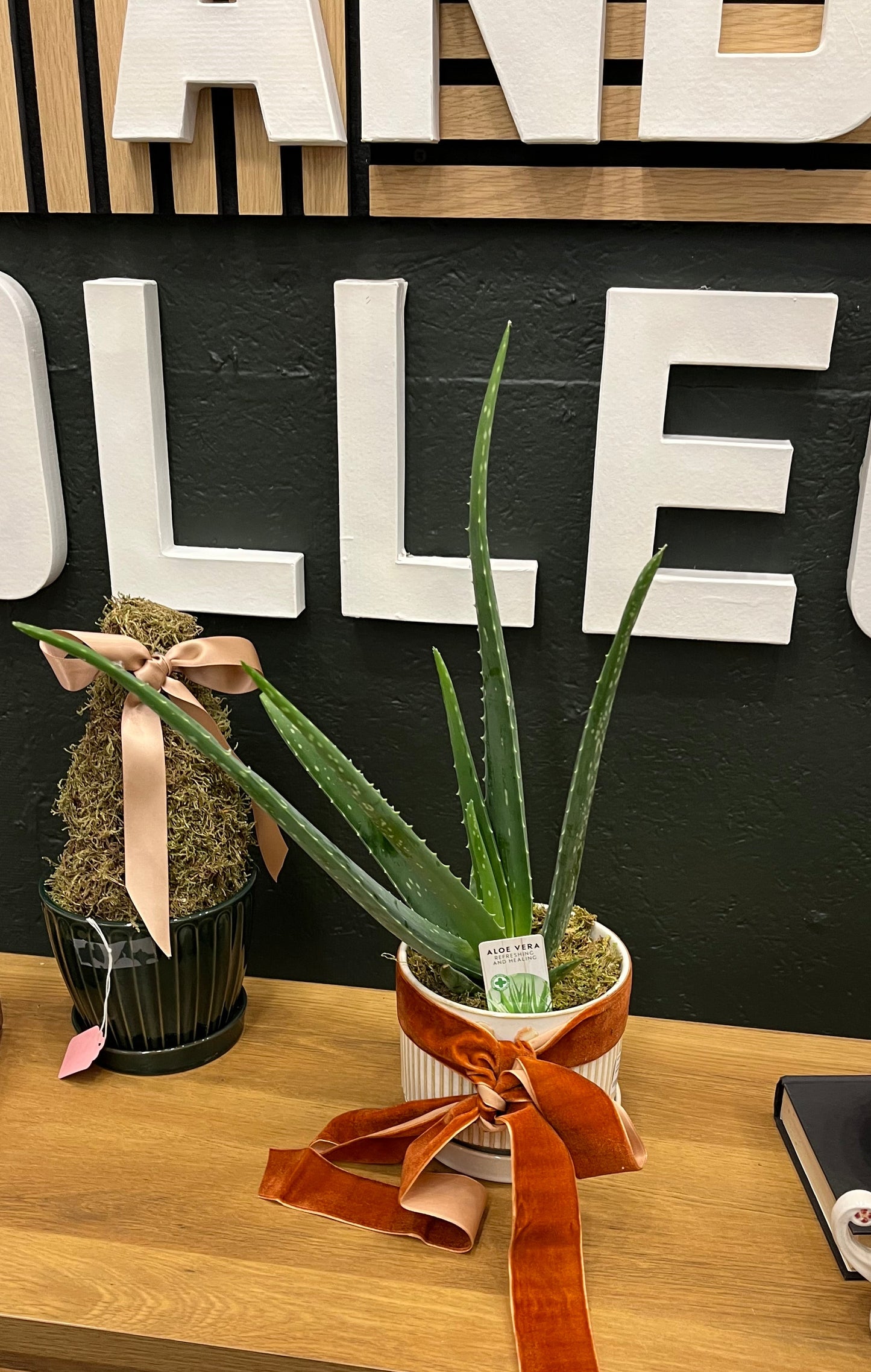 Aloe Vera’s