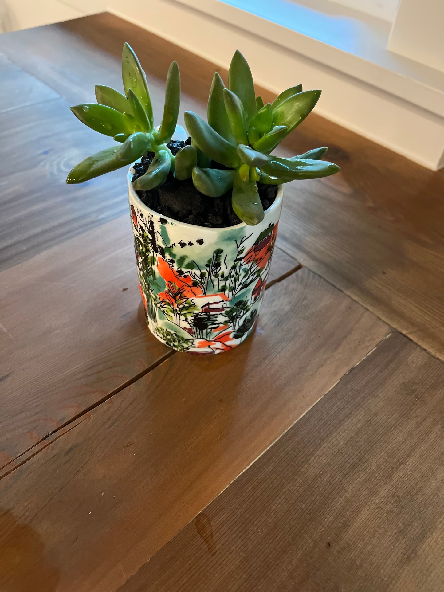 Sedum in orange mug