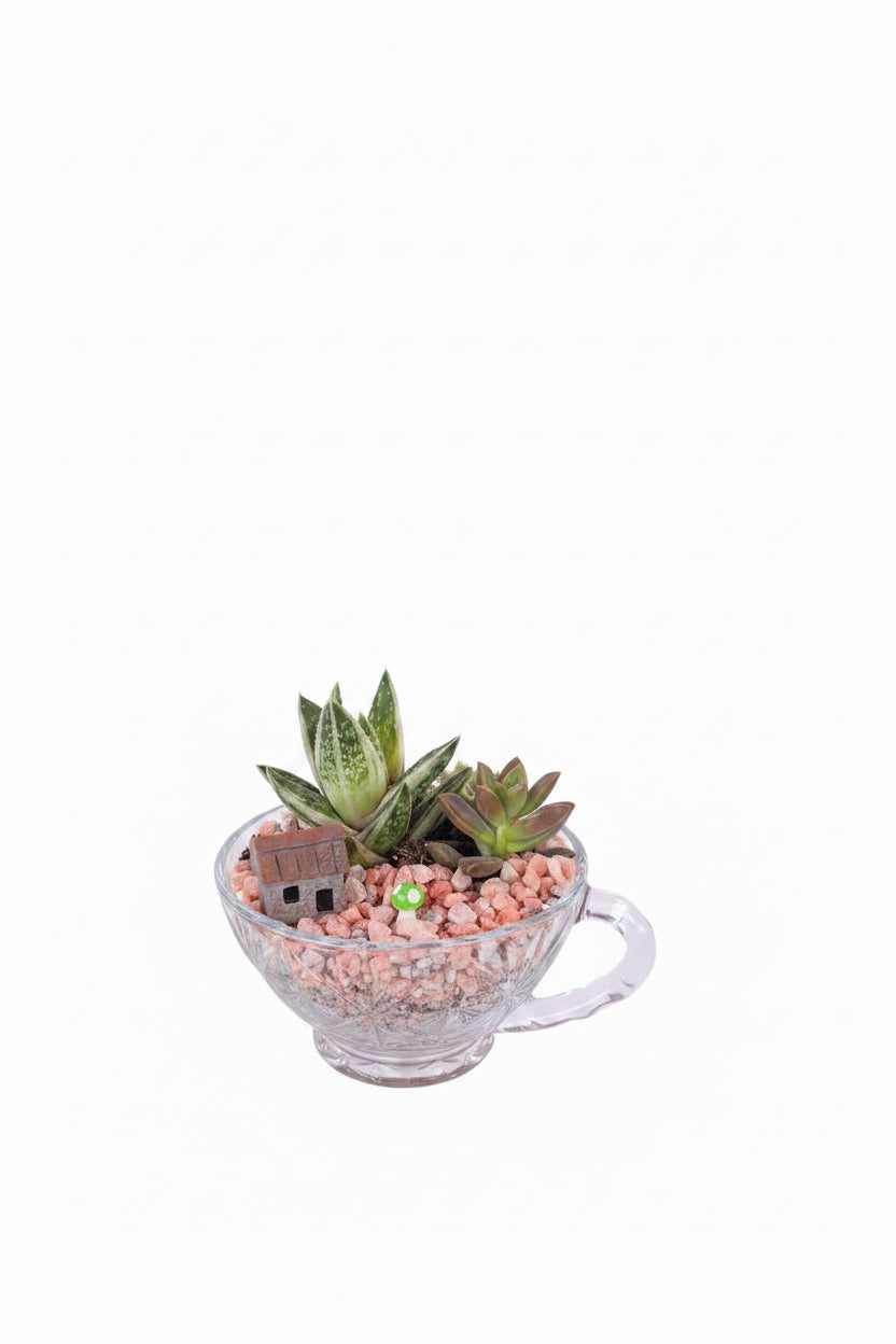 Mini Glass Vintage Teacup terrarium