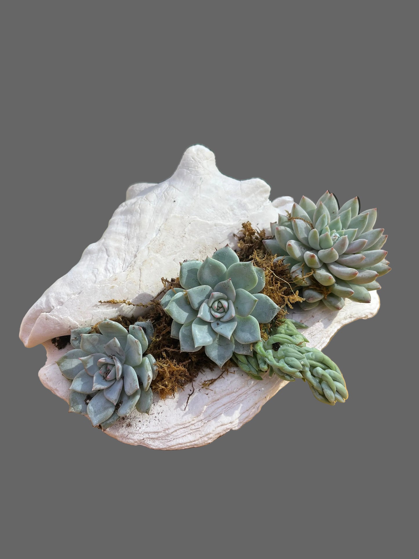 Succulent Seashell