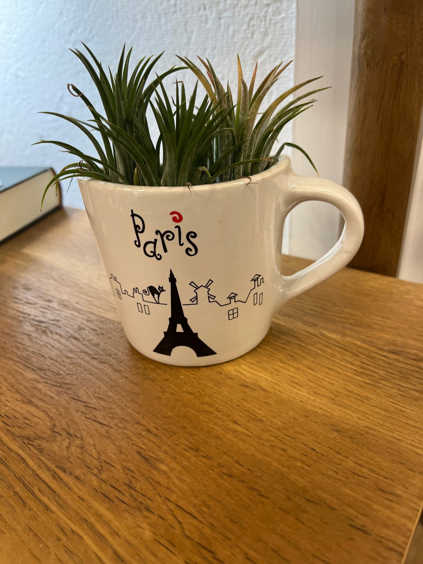Air Plants