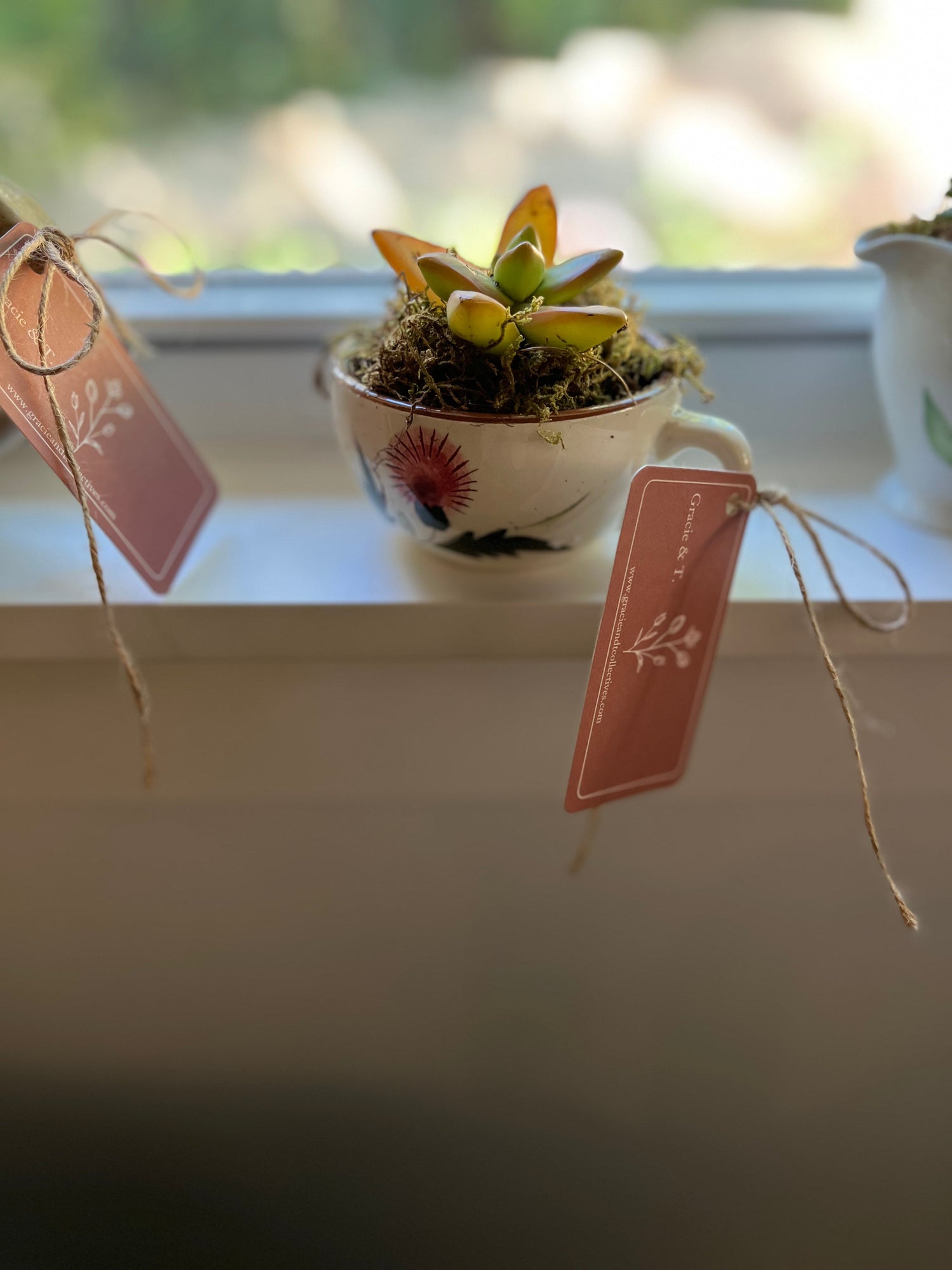 Succulent Sips