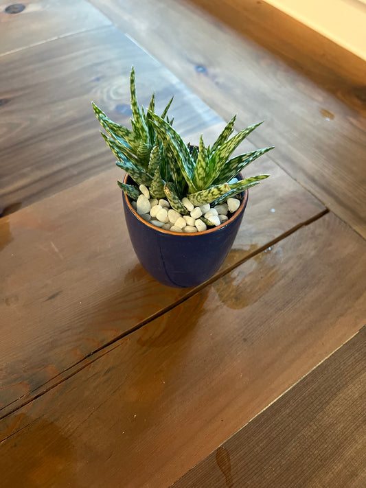Aloes in mini blue planter