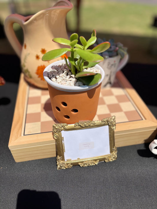 Jade Plant