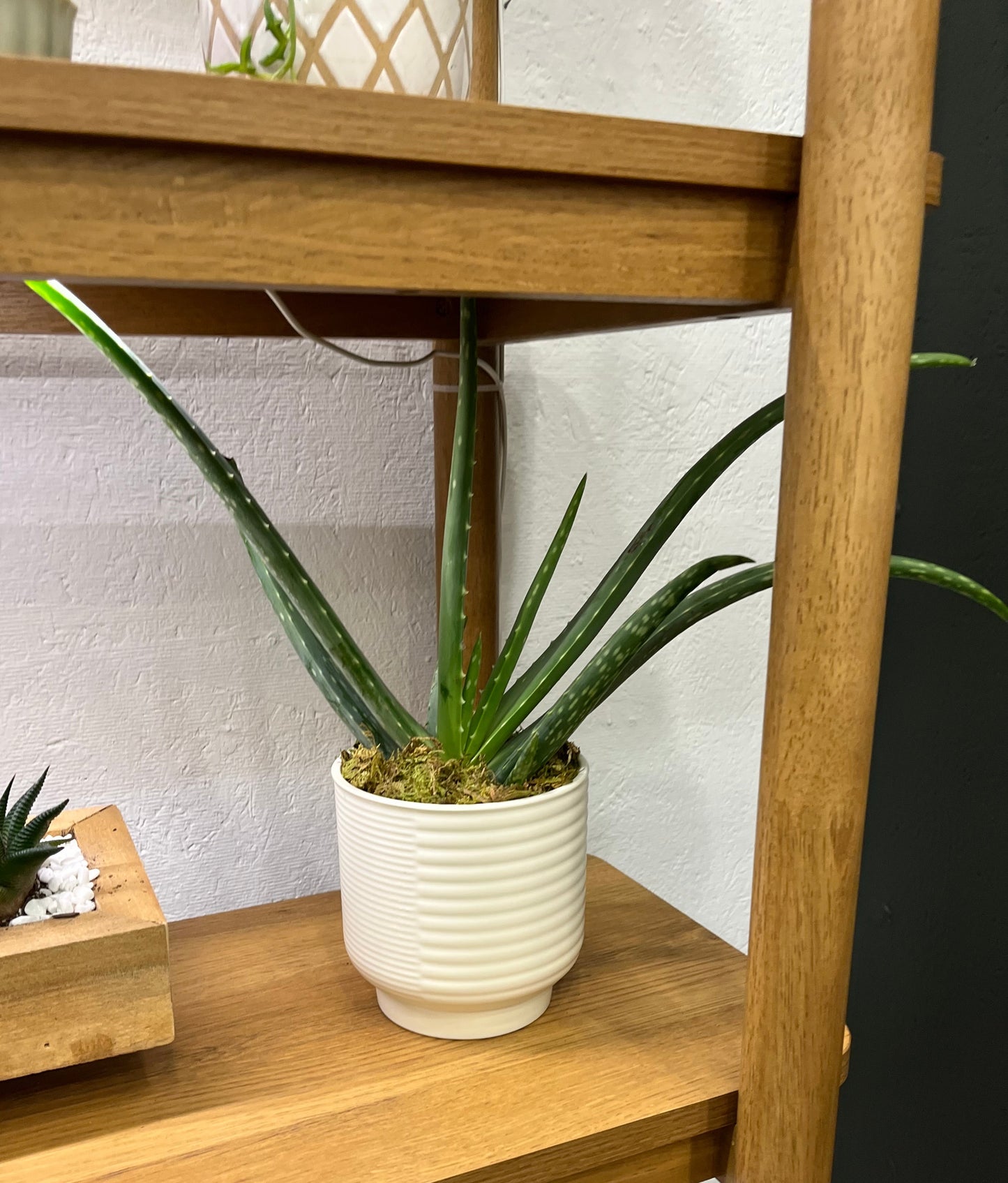 Aloe Vera’s