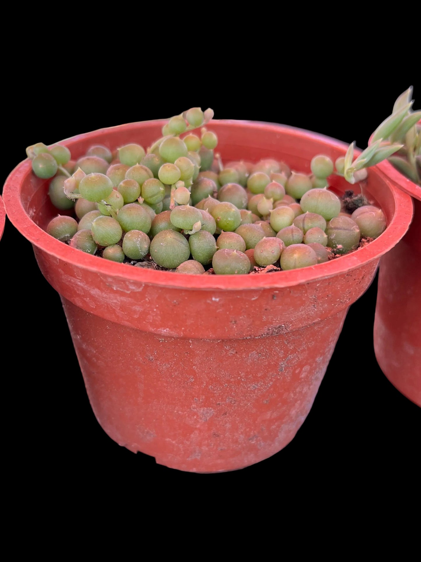 String of Pearls