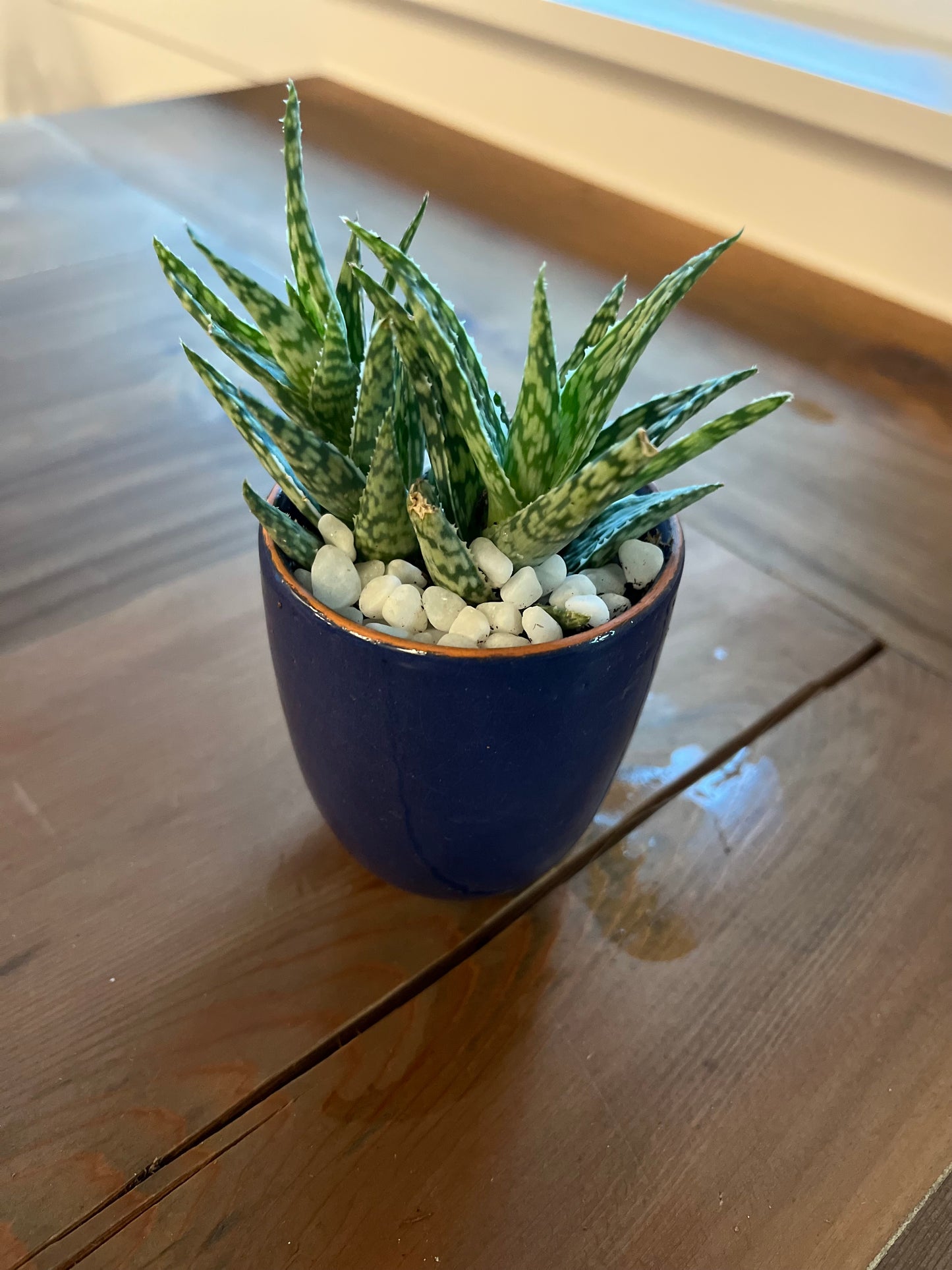 Aloes in mini blue planter