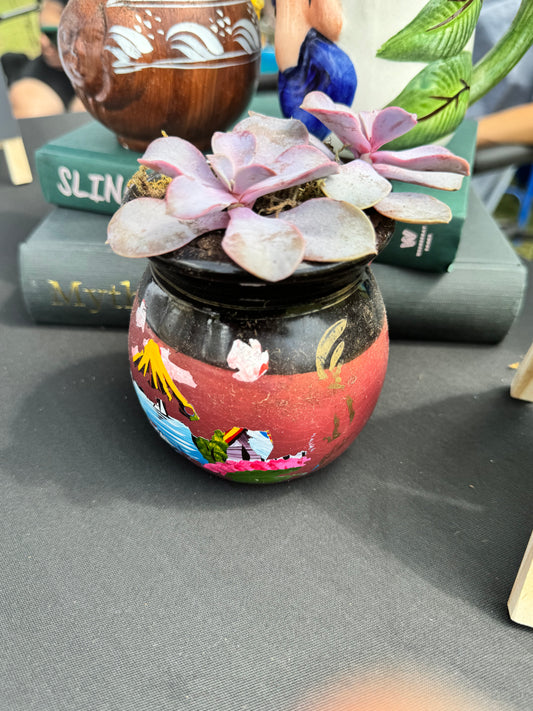 Echeveria