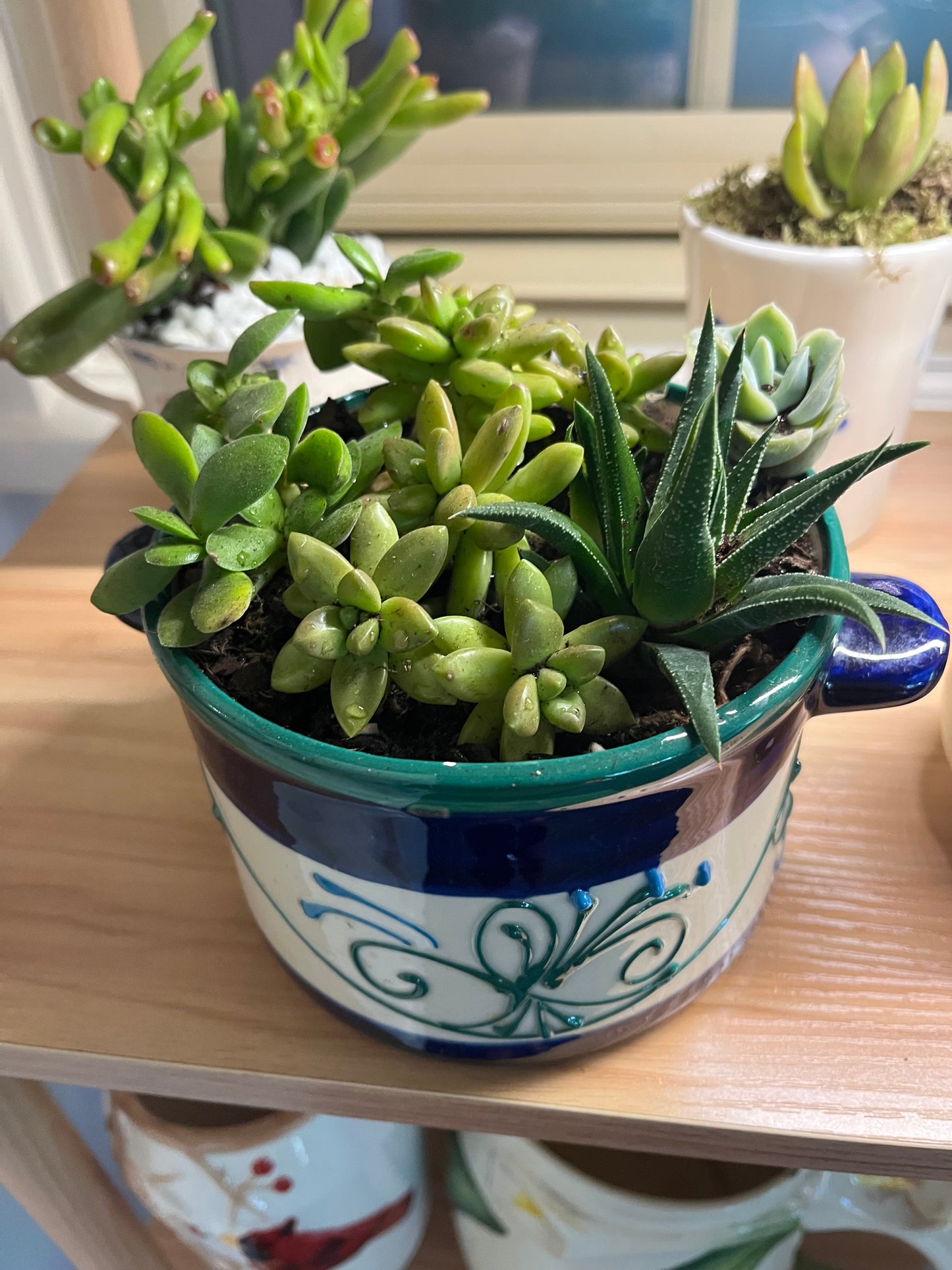 Succulent Garden