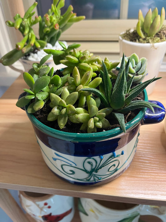 Succulent Garden