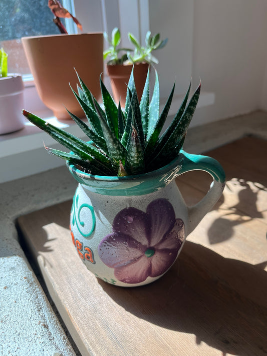 Haworthia in clay pot