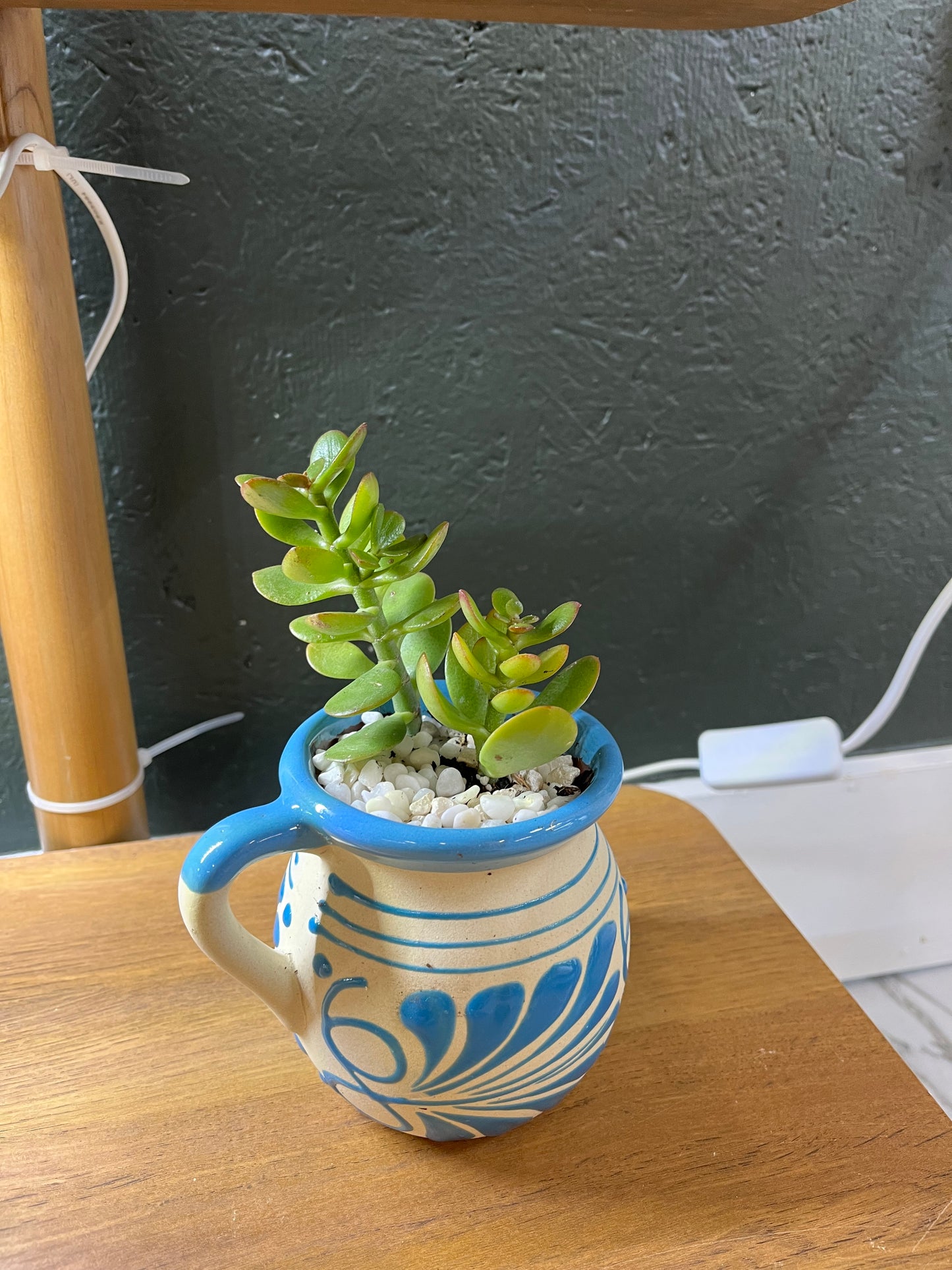 3- 2 inch Jade plant