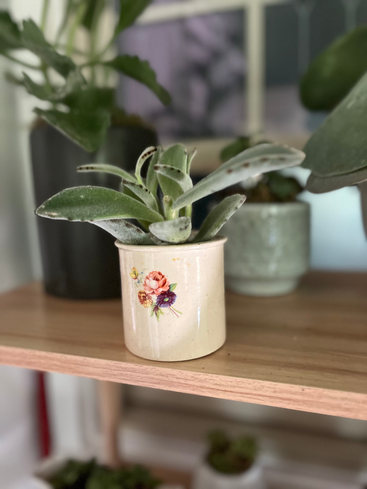 Panda Plant