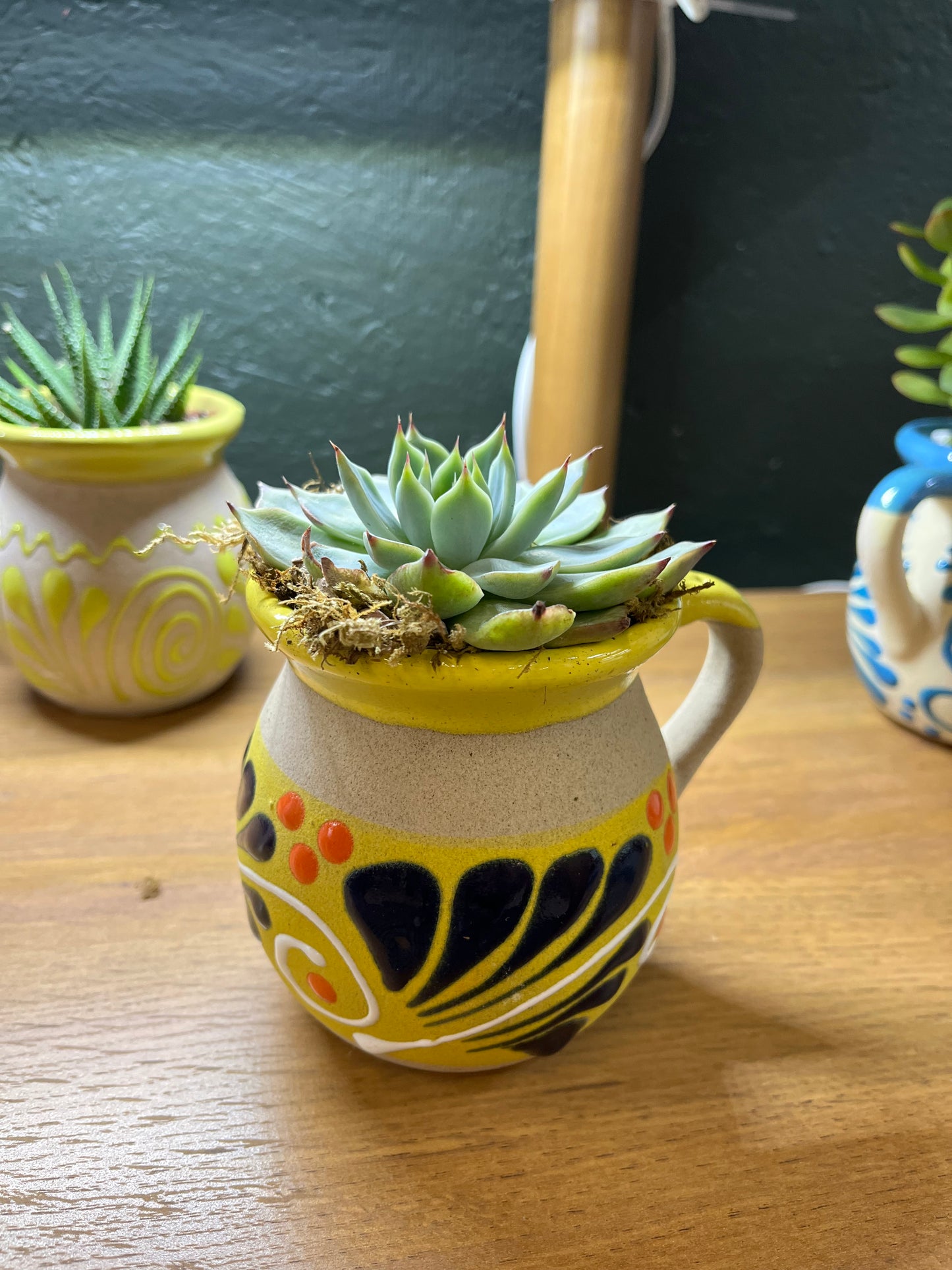2 inch Echeveria Mexican pottery
