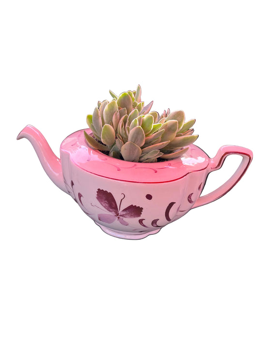 Variegated Money Maker in teapot