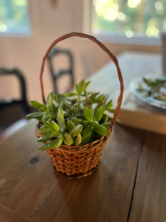Succulent Garden in basket