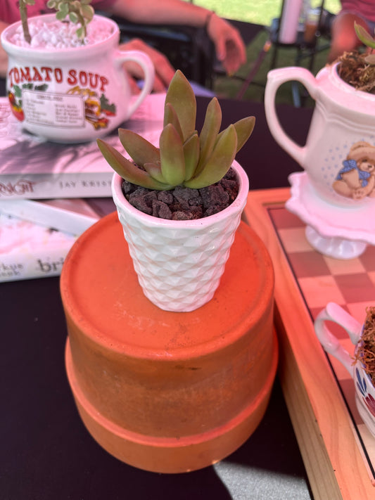 Sedum