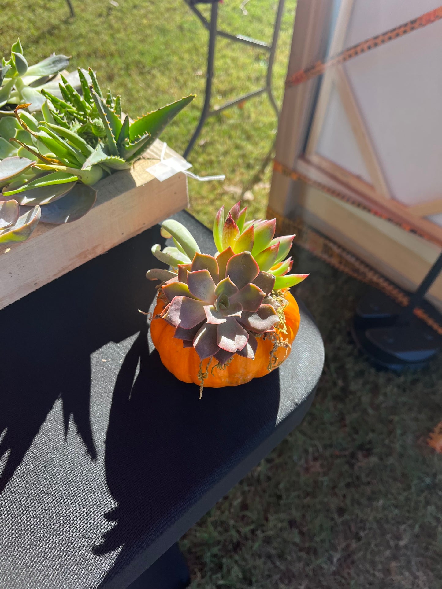 Succulent pumpkins