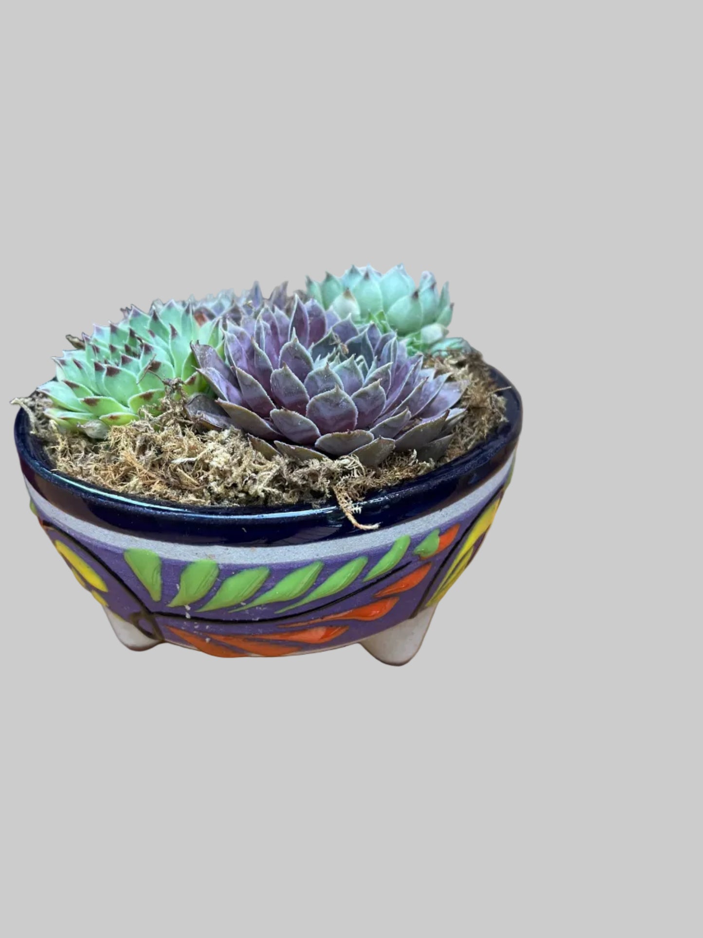 Sempervivum in Mexican pottery