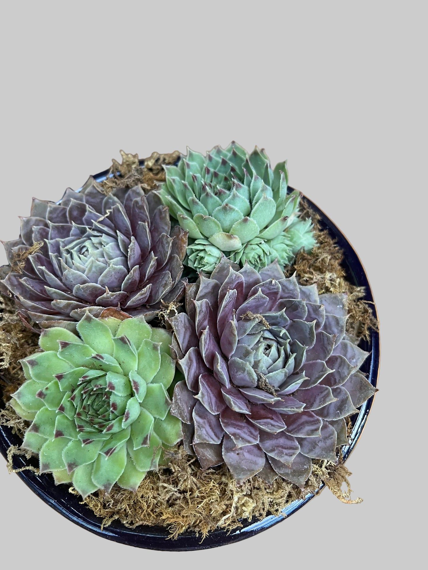 Sempervivum in Mexican pottery