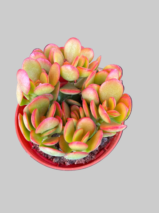 Golden Jade Plant