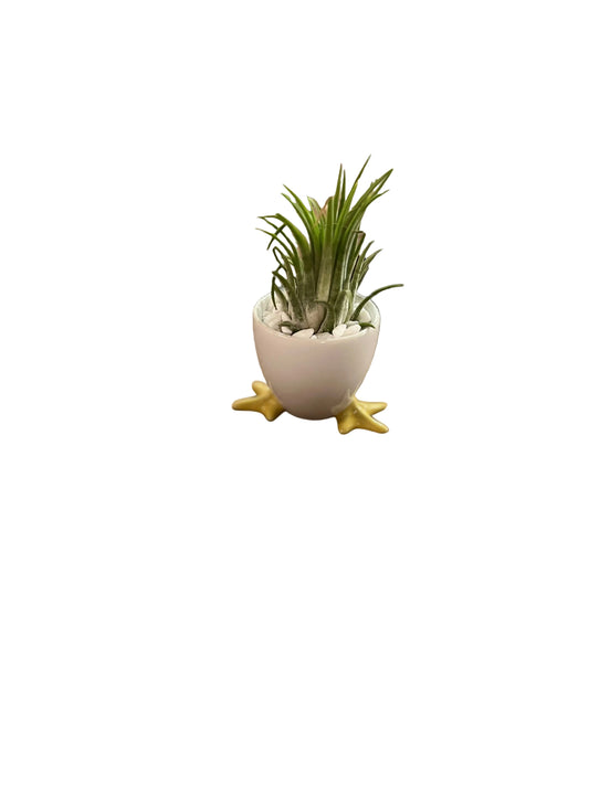 Tillandisa Air Plant chicken pot