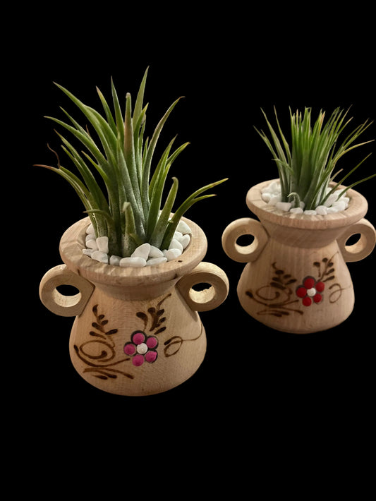 Tillandisa Air Plant wooden container