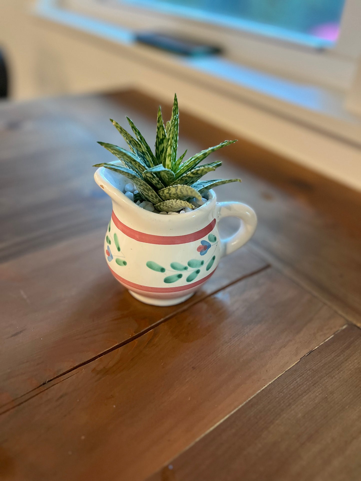 Aloe in terracotta vase