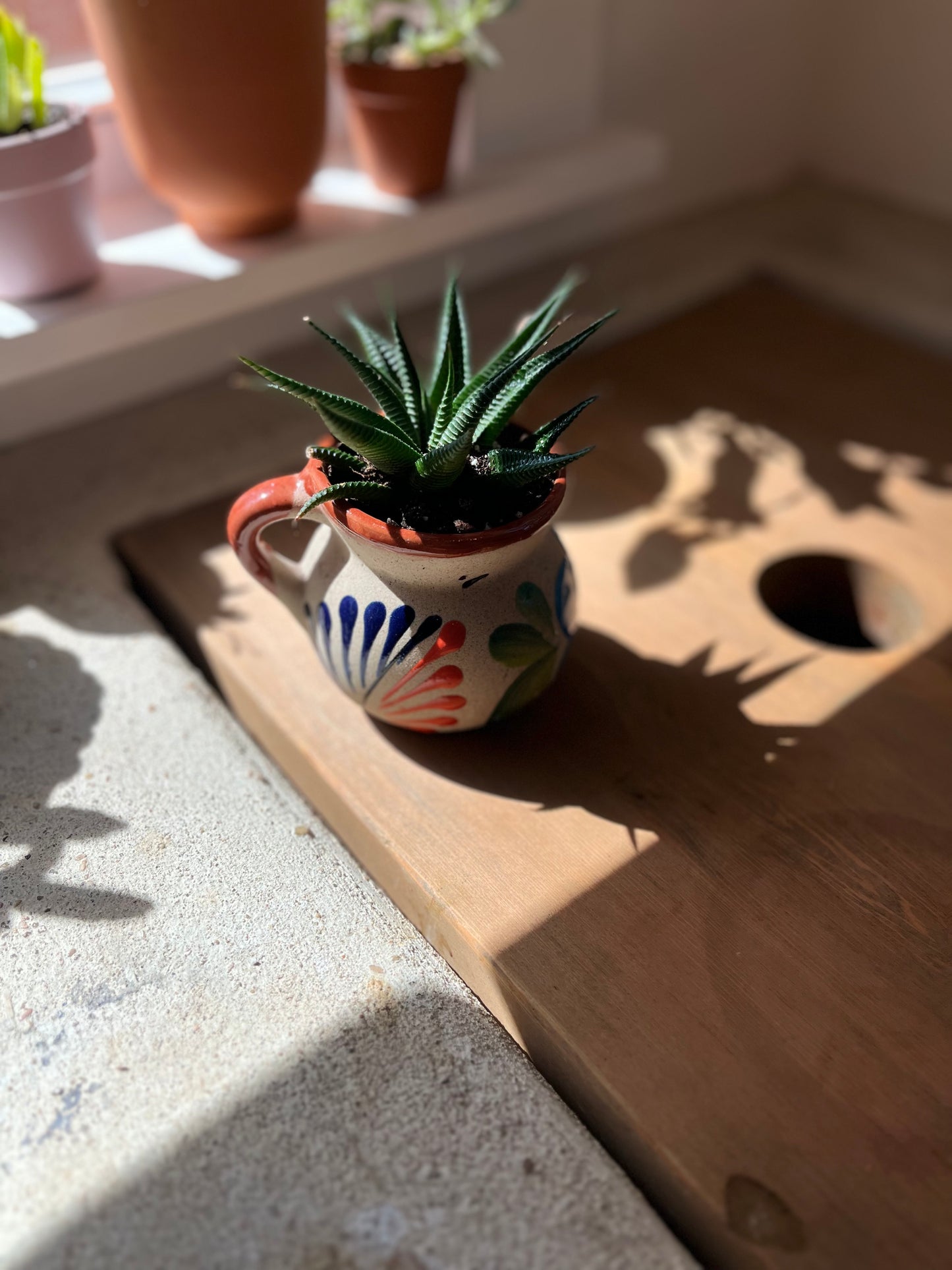 Haworthia in clay pot
