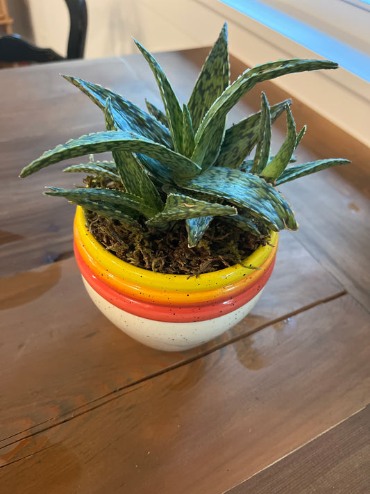 Large aloe in vase