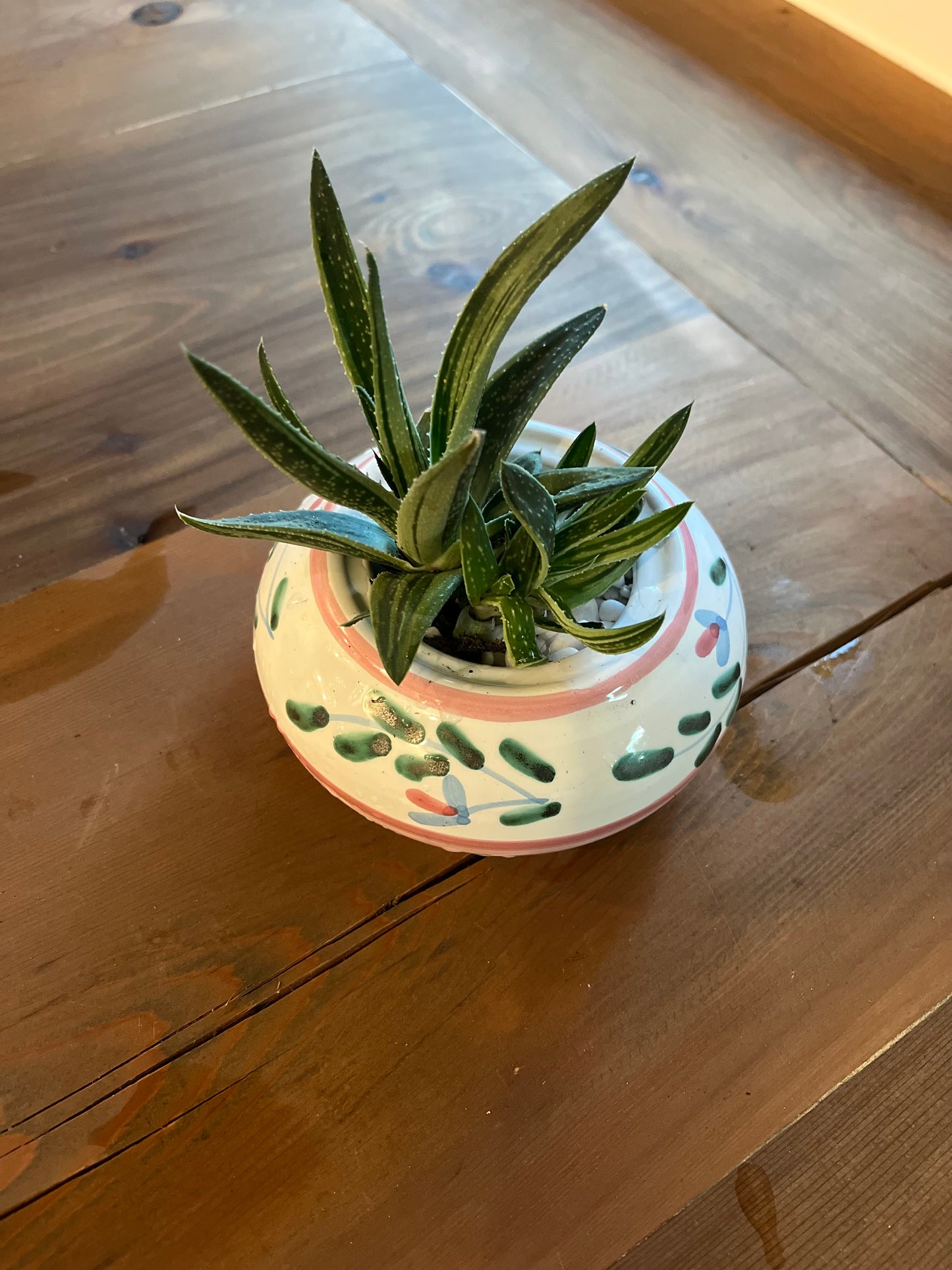 Haworthia in Pink/green terracotta