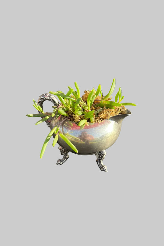 Ruby necklace in silver pot