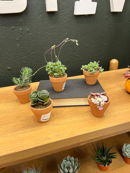 2 inch succulents in terracotta pot