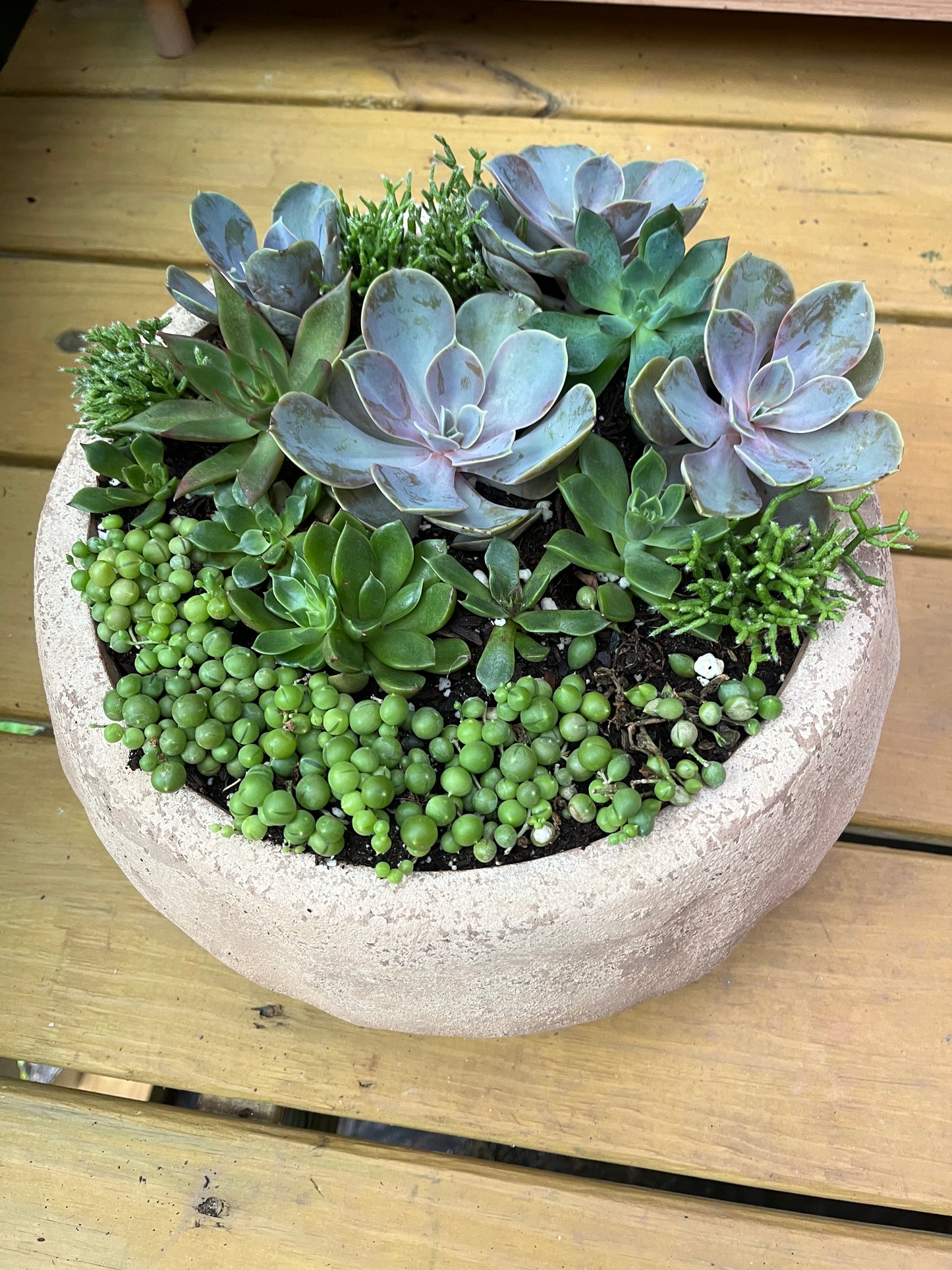 Succulent arrangement