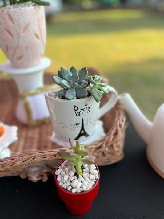 Echeveria