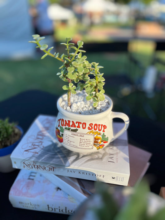 Dwarf Jade